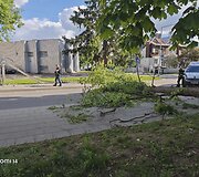 Audra Vilniuje, Žvėryne, vartė medžius