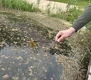 Dumblių niokojamas Žiežulio ežeras Varėnoje