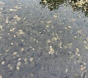 Dumblių niokojamas Žiežulio ežeras Varėnoje