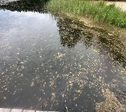 Dumblių niokojamas Žiežulio ežeras Varėnoje