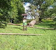 Audros neatlaikė Pavarių liepa