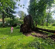 Audros nuniokotas Taujėnų dvaro parkas