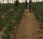 Pusė gyvenimo - Ispanijoje: i&scaron;vyko per Vėlines ir liko