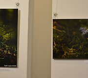 Paroda &bdquo;Kai grybais lietus lis&ldquo;