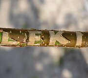 Žygio akimirka