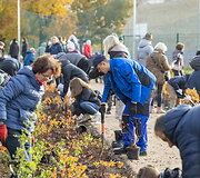Sostinėje per rudeninę talką pasodinta per 3 tūkst. krūmų