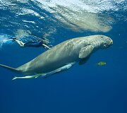 Nardytojos Tatjanos Novikovos dukra