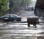Potvynis Tbilisyje nusine&scaron;ė 10 žmonių gyvybes, mieste bla&scaron;kosi liūtai, tigrai, vilkai ir me&scaron;kos