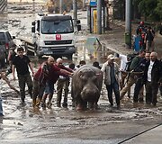 Potvynis Tbilisyje nusine&scaron;ė 10 žmonių gyvybes, mieste bla&scaron;kosi liūtai, tigrai, vilkai ir me&scaron;kos