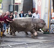 Potvynis Tbilisyje nusine&scaron;ė 10 žmonių gyvybes, mieste bla&scaron;kosi liūtai, tigrai, vilkai ir me&scaron;kos