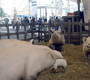 &bdquo;EXPO 2015&ldquo; Paroda Milane