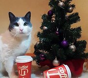 Estų &bdquo;Coffee In&ldquo;