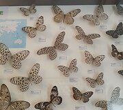 Drugeliai Akmenės kra&scaron;to muziejuje