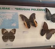Drugeliai Akmenės kra&scaron;to muziejuje