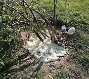 Užpurk&scaron;tos angos &scaron;alia Respublikinės &Scaron;iaulių ligoninės, kur gyveno katės