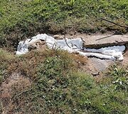 Užpurk&scaron;tos angos &scaron;alia Respublikinės &Scaron;iaulių ligoninės, kur gyveno katės
