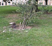 Užpurk&scaron;tos angos &scaron;alia Respublikinės &Scaron;iaulių ligoninės, kur gyveno katės