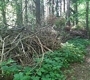 Mi&scaron;kas &scaron;alia Pakonių kaime