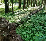 Mi&scaron;kas &scaron;alia Pakonių kaime