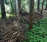 Mi&scaron;kas &scaron;alia Pakonių kaime