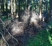 Mi&scaron;kas &scaron;alia Pakonių kaime