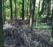 Mi&scaron;kas &scaron;alia Pakonių kaime