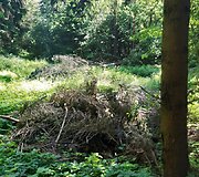 Mi&scaron;kas &scaron;alia Pakonių kaime