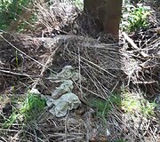 Mi&scaron;kas &scaron;alia Pakonių kaime