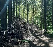 Mi&scaron;kas &scaron;alia Pakonių kaime