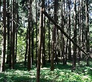 Mi&scaron;kas &scaron;alia Pakonių kaime