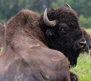 Bizonų ūkis Molėtų rajone