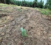 I&scaron;kirsti medžiai &scaron;alia Vilniaus vakarinio aplinkkelio