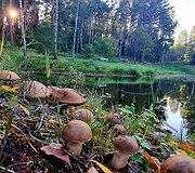 &bdquo;Silva&ldquo; namai ir renginiai juose