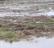 Jaunystės ir Plikakalnio g. sankirta