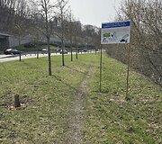 &bdquo;Nukirstas&ldquo; medis &scaron;alia Neries Vilniuje