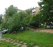 Medis užgriuvo ant automobilio Debesijos g., Vilniuje