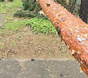 Audros nuniokotos &Scaron;ilaičių kapinės