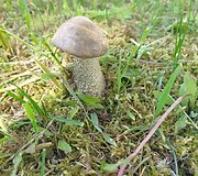&Scaron;ilbaravykis &scaron;alia Vievio, Vievininkuose