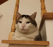Katinas Vincas savo naujuose namuose
