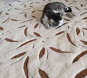 Katinas Vincas savo naujuose namuose