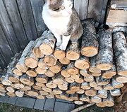 Katinas Vincas savo naujuose namuose