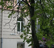 &Scaron;ermuk&scaron;nių g. medžiai