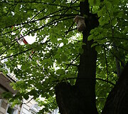 &Scaron;ermuk&scaron;nių g. medžiai