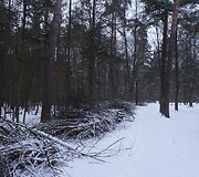 Tvarkomas Vingio parkas