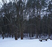 Tvarkomas Vingio parkas