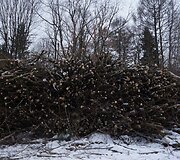 Tvarkomas Vingio parkas
