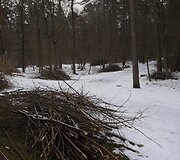 Tvarkomas Vingio parkas