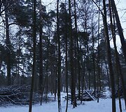 Tvarkomas Vingio parkas