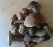Grybu sezonas prasideda