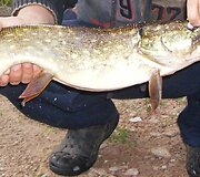 Tokį laimikį galima buvo pagauti Daugidonių kaimo tvenkinyje